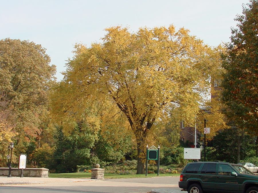 Tree In a Developed Area