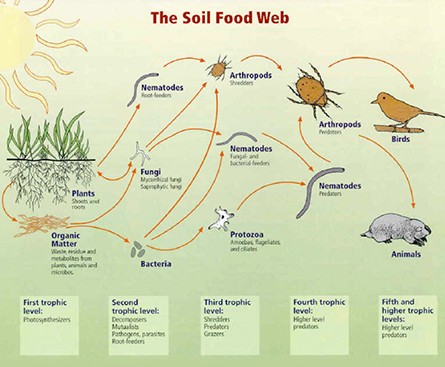 The Soil Food Web