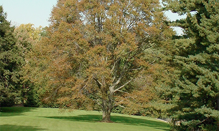 Large Tree