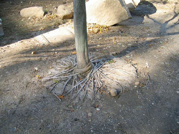 Tree Anchors